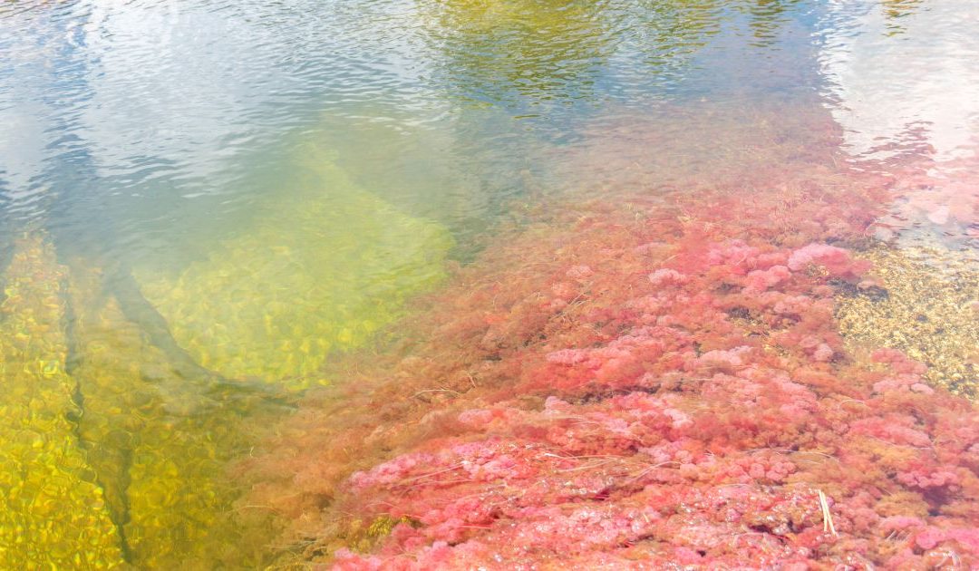 Red Tide/Algae Bloom