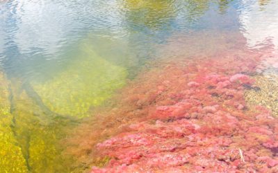 Red Tide/Algae Bloom